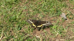 Papilio brevicauda