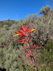 Subalpine Indian Paintbrush (Castilleja subinclusa)