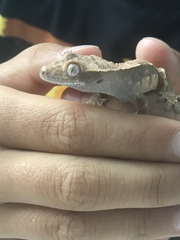 Correlophus ciliatus