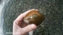 Gobiesox punctulatus