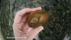 Gobiesox punctulatus