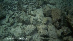 Epinephelus striatus