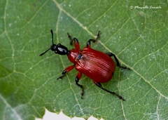 Apoderus coryli