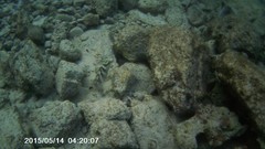 Epinephelus striatus