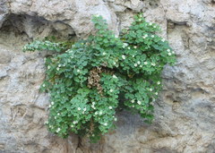 Mabrya acerifolia