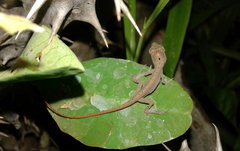Anolis wellbornae