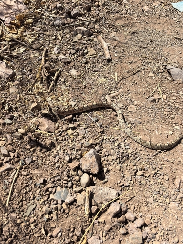 Sinaloan Lyresnake