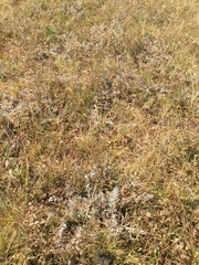 Potentilla breweri