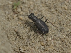 Cicindela punctulata punctulata