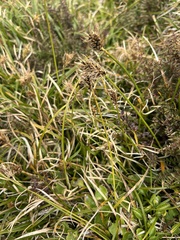 Oval sedge (Carex edura)
