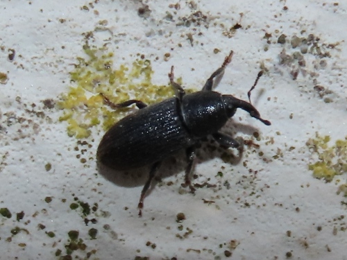 Stem Miner Weevil, Voorschoten, Nederland, photo 5 of 10
