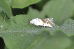 Ponometia candefacta