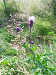 Cirsium arvense
