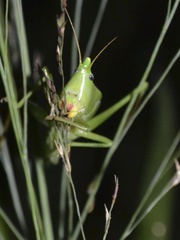 Neoconocephalus robustus