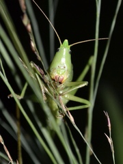 Neoconocephalus robustus