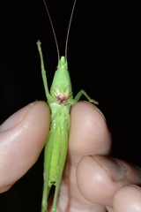 Neoconocephalus robustus