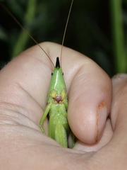 Neoconocephalus exiliscanorus