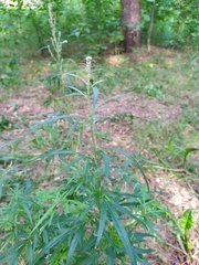 Artemisia vulgaris
