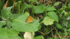 Heliophorus