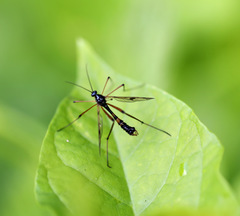 Ptychoptera albimana