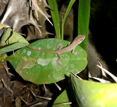 Anolis wellbornae