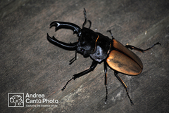 Odontolabis castelnaudi