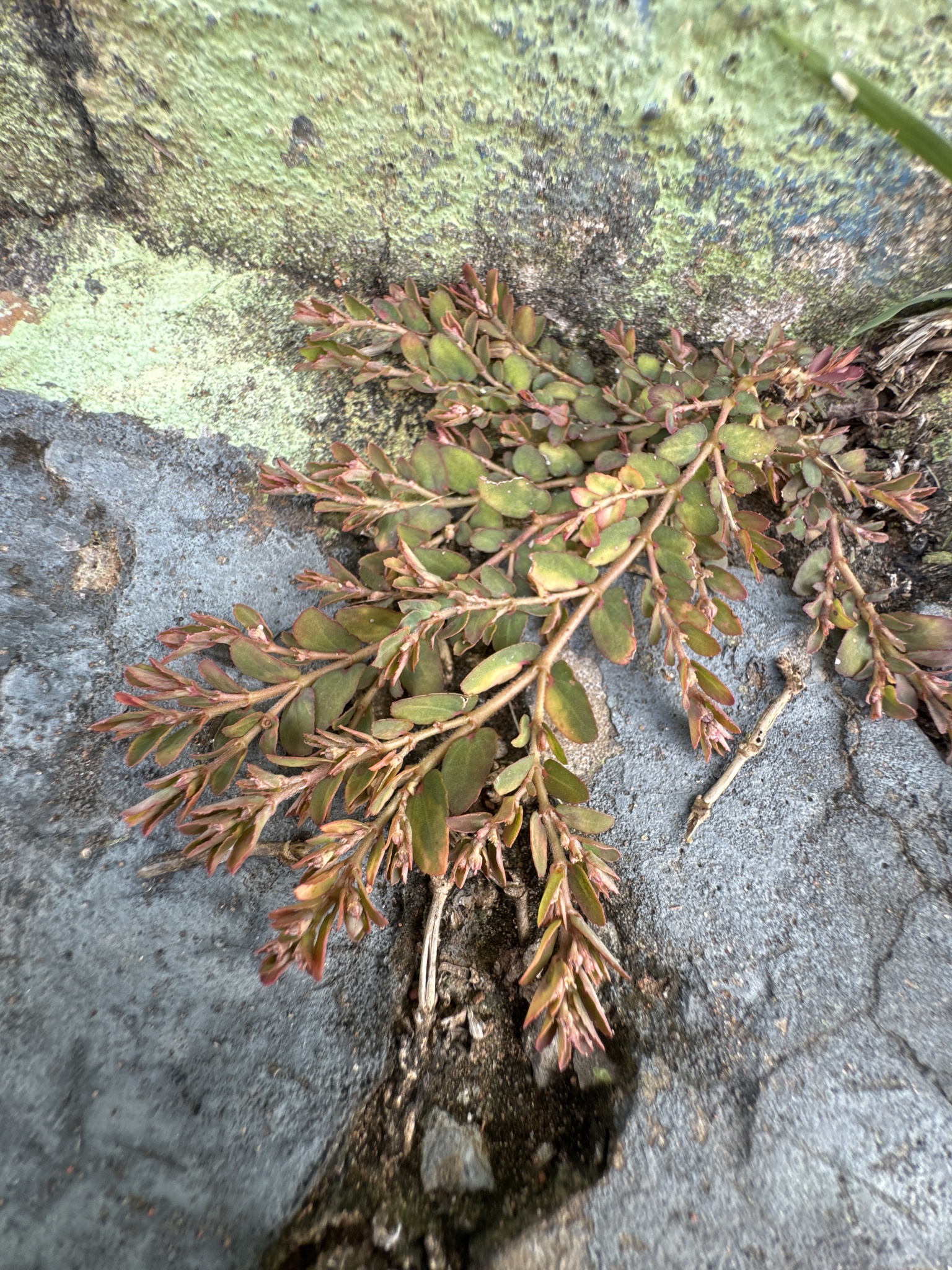 Euphorbia thymifolia