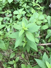 Oclemena acuminata image