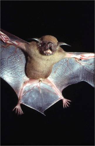 Lesser Bulldog Bat