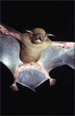 Noctilio albiventris