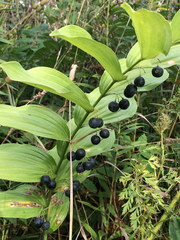 Polygonatum biflorum commutatum