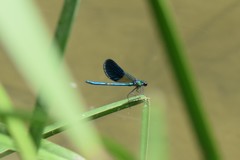 Calopteryx xanthostoma