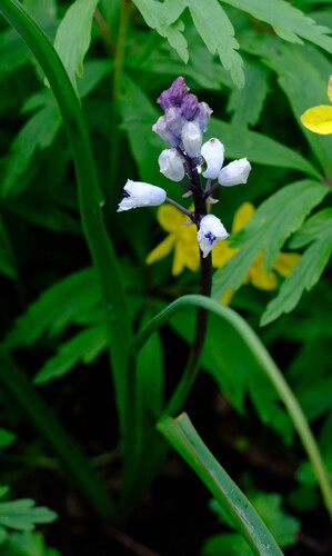 Image of Bellevalia romana by (c) Peter Crowcroft, some rights reserved (CC BY)