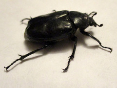 Osmoderma
