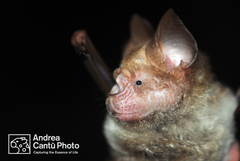 Hipposideros diadema