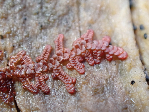 Image of Frullania nisquallensis by (c) Abby Hyde, some rights reserved (CC BY)