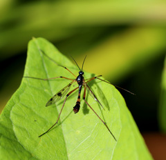Ptychoptera albimana