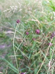 Sanguisorba officinalis