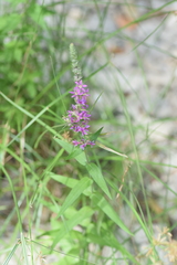 Lythrum salicaria