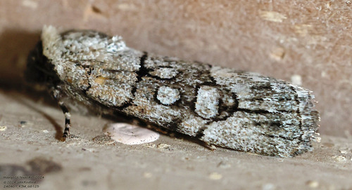 Sympistis sectiloides photo 5