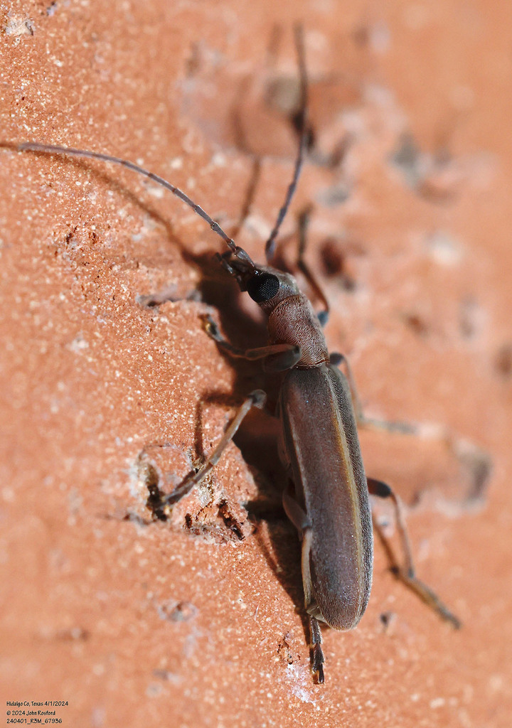 Oxacis trirossi