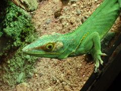 Anolis baracoae