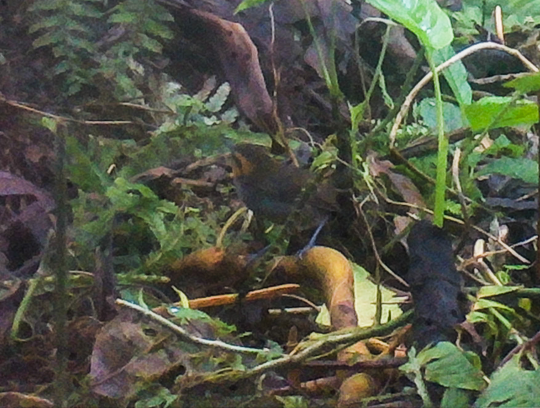Tawny-faced Gnatwren (Microbates cinereiventris), photo 5
