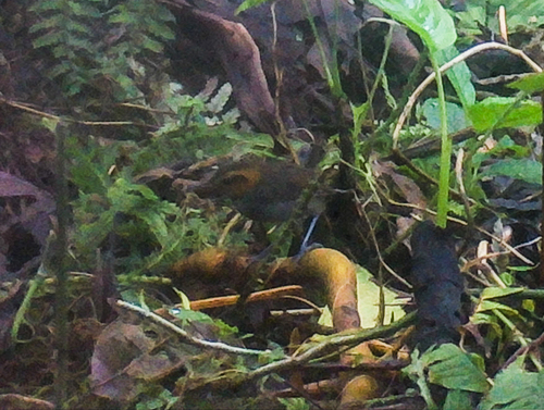 Tawny-faced Gnatwren (Microbates cinereiventris), photo 6
