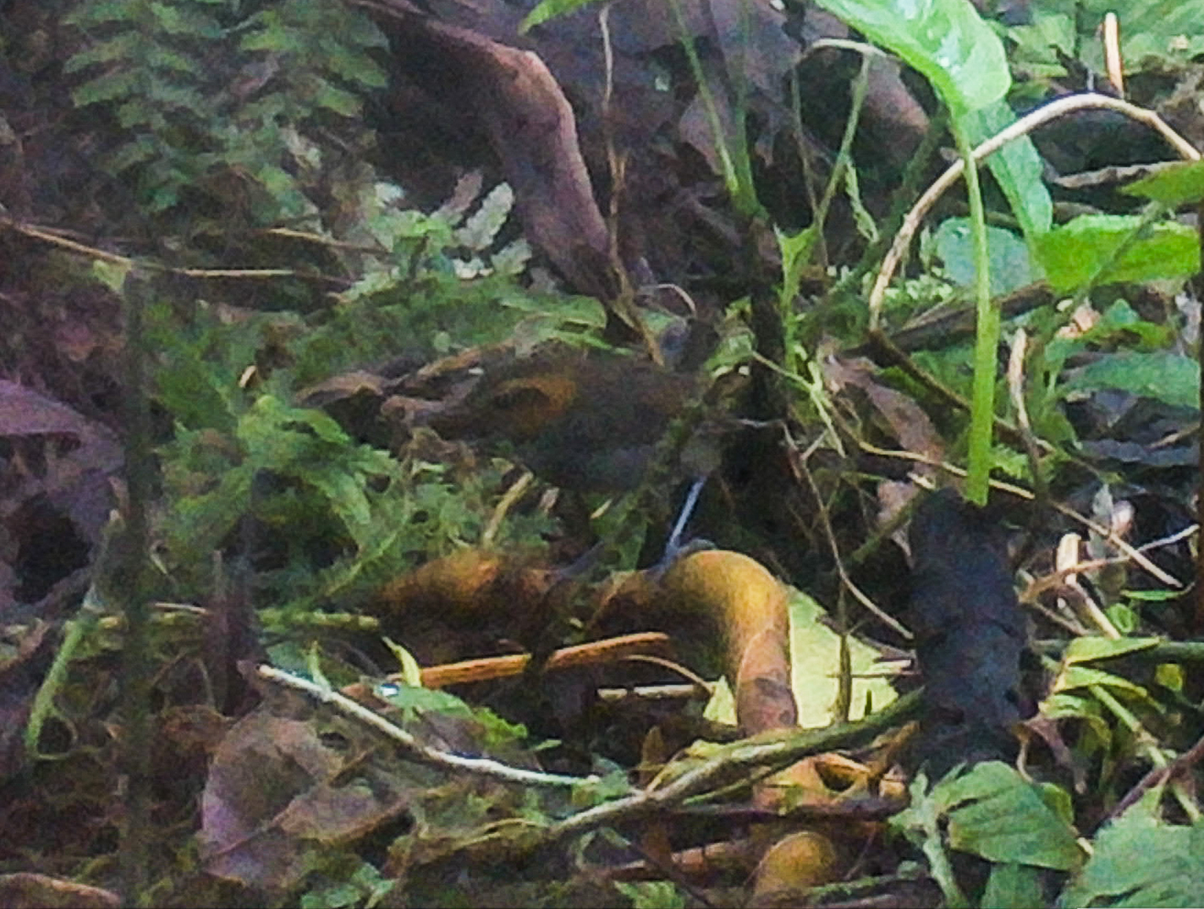 Tawny-faced Gnatwren (Microbates cinereiventris), photo 6
