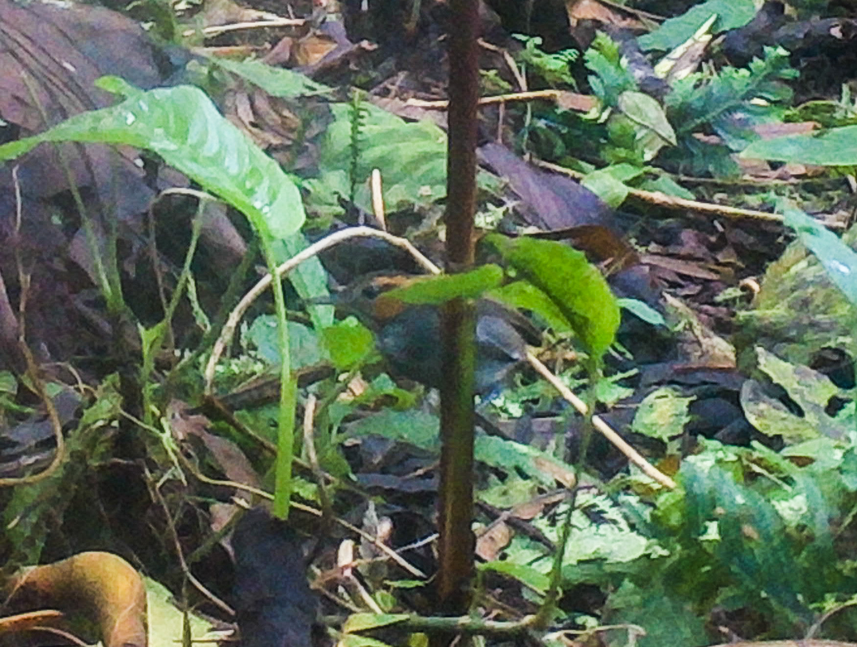 Tawny-faced Gnatwren (Microbates cinereiventris), photo 9