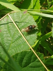 Rhingia