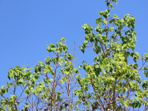 Sacred fig
