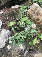 Erigeron nivalis
