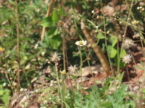 Tridax Daisy